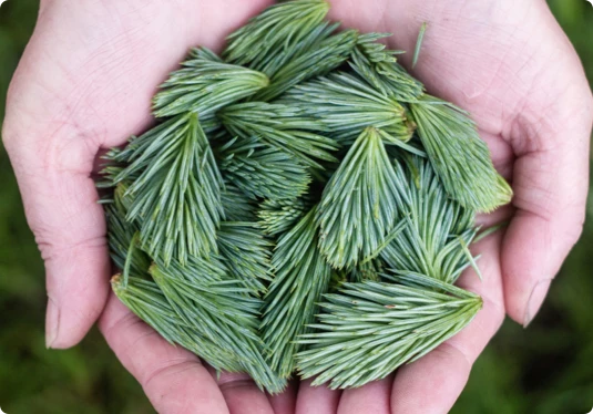 hands with seeds
