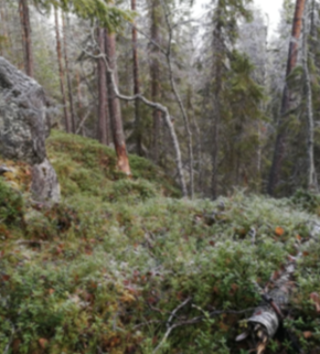 36639699423_fa866100f0_o_sweden (1).jpg