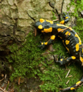 AdobeStock_35439421 (1) (1).jpeg
