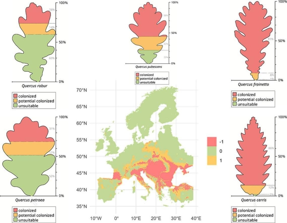 The ongoing range expansion of the invasive oak lace bug across Europe