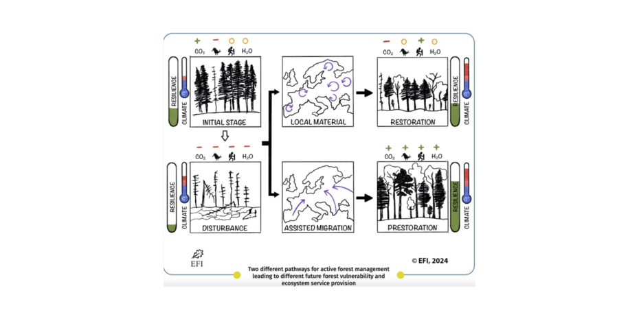How to strengthen the European forest carbon sink through prestoration