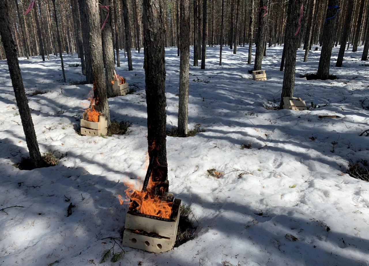 Point burning (localised fire applied under controlled conditions).
Photo: Åsa Granberg