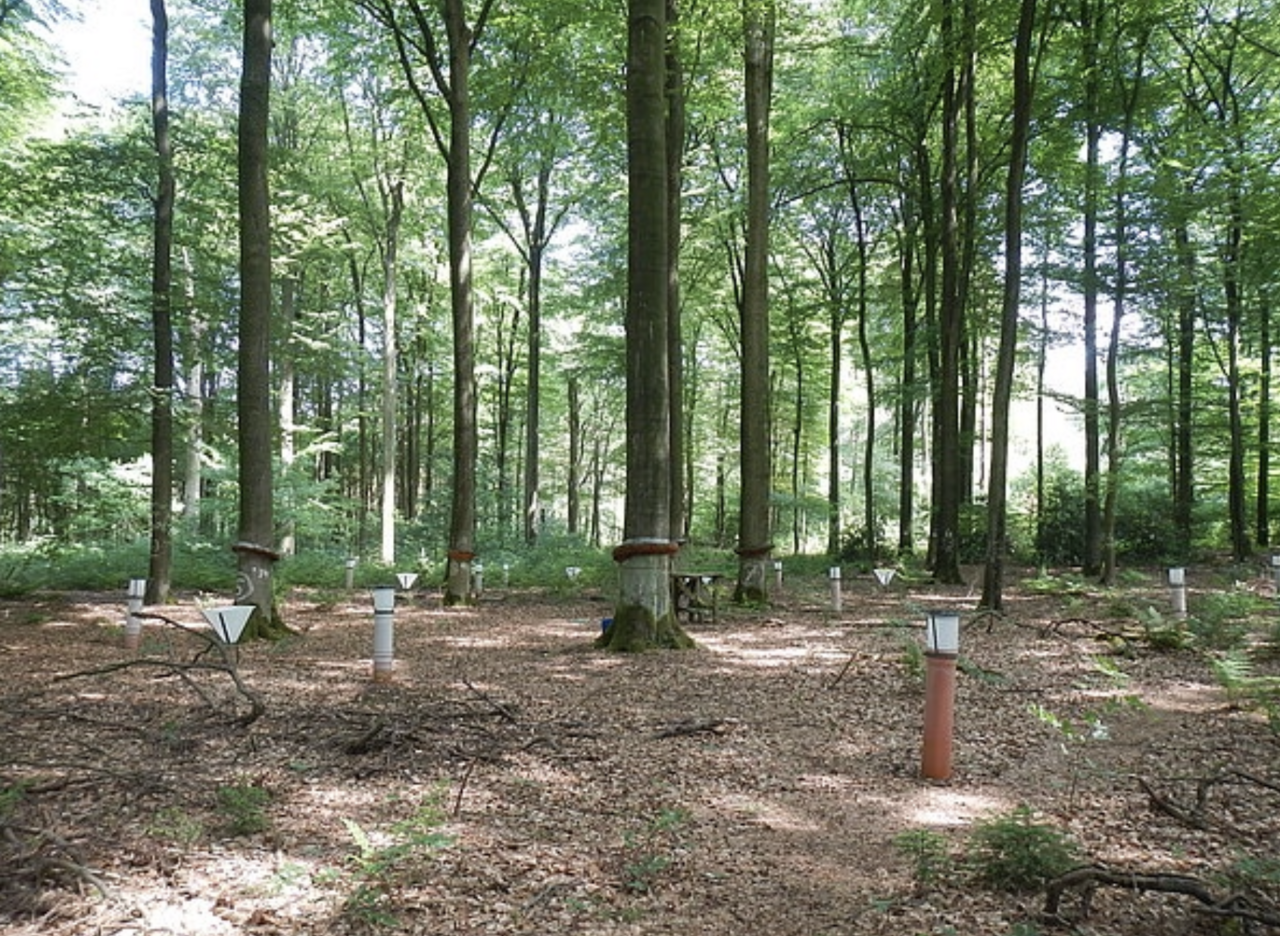 SUPERB project demo area in Germany. Photo credit: SUPERB project.