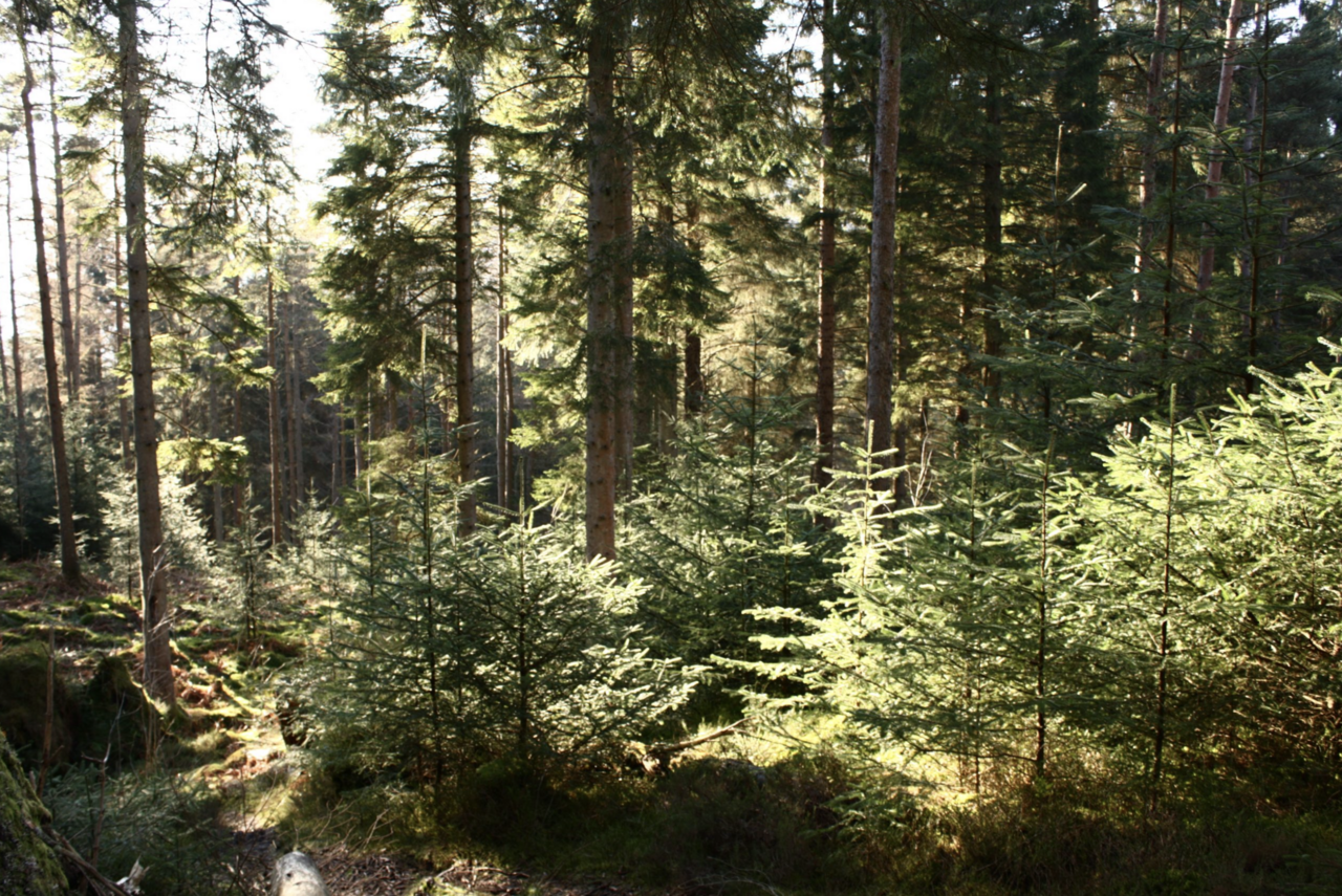 SUPERB demo area at Queen Elizabeth Forest Park, Scotland. Photo credit: SUPERB project.