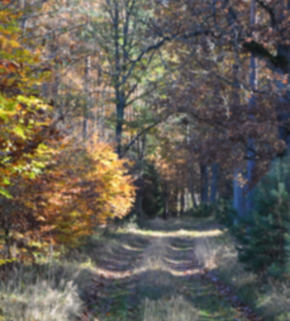 Tuchola Forest Poland 4.jpg