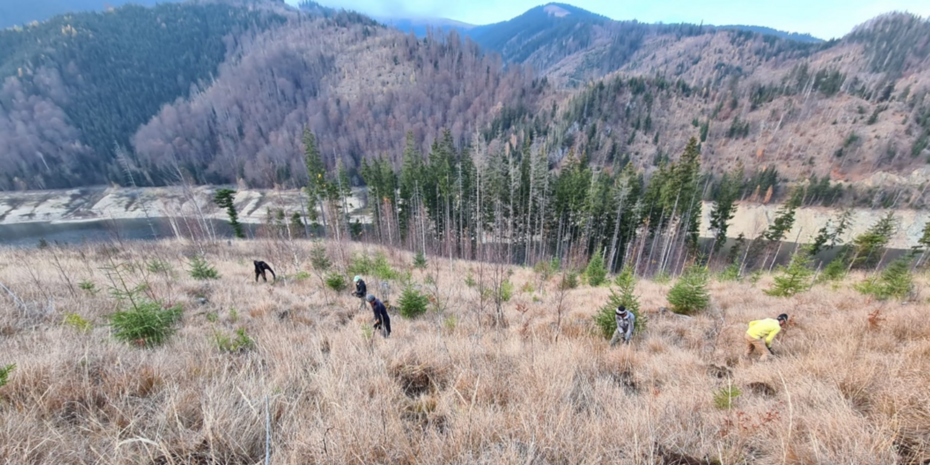 Assessment of initial success and restoration efforts