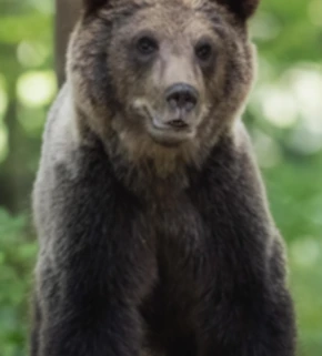 bear-8275920_1280.jpg