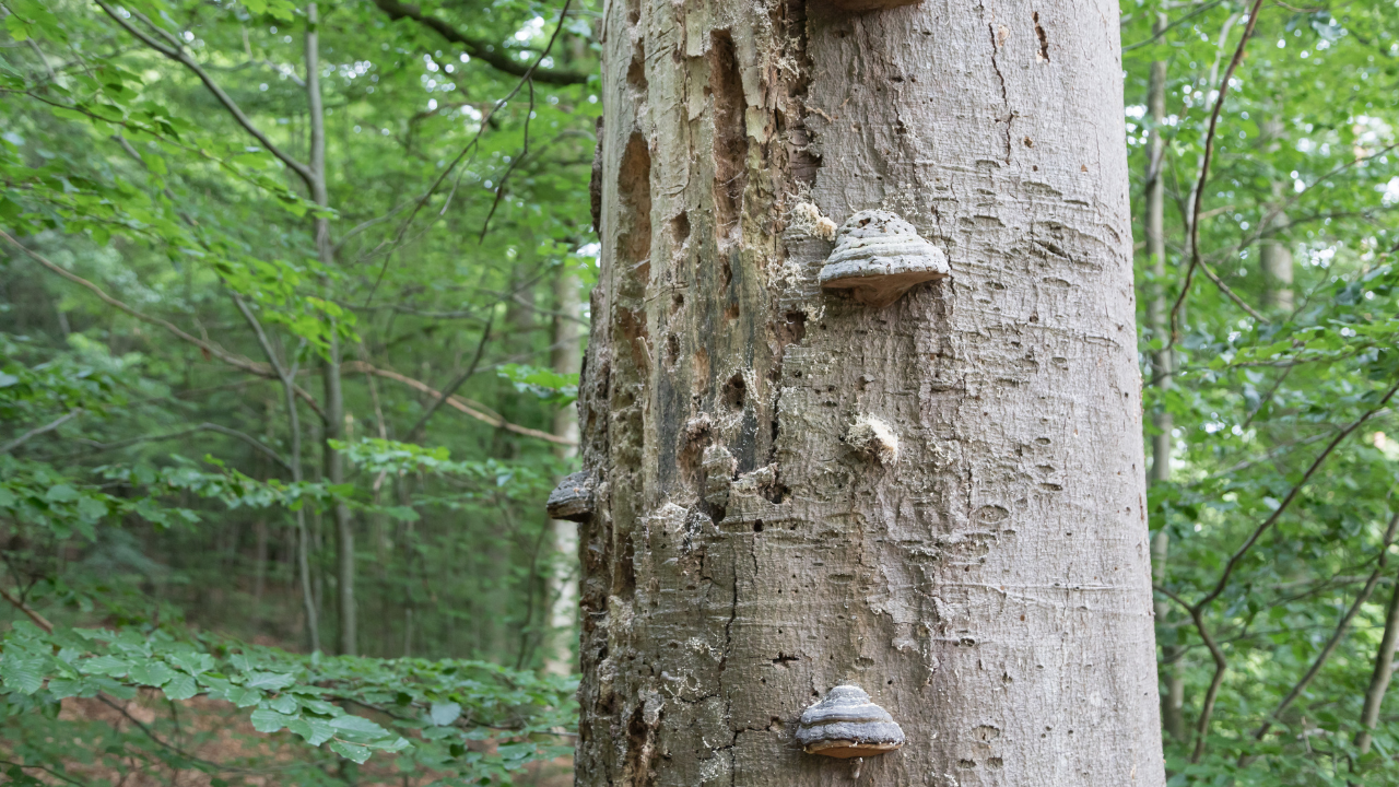 für Ihre privaten Foto