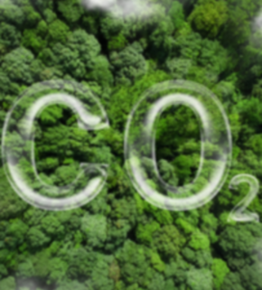 forest carbon (1).jpeg