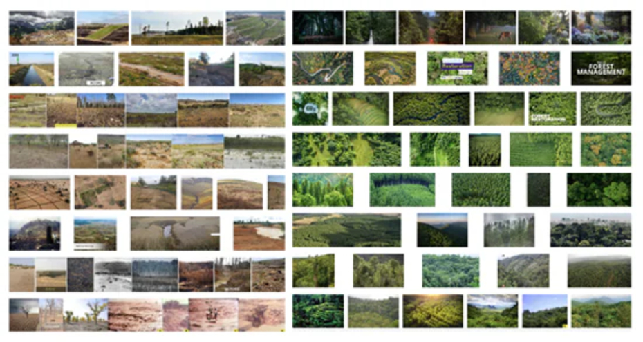 Google Image search results tell us about human-forest relationships