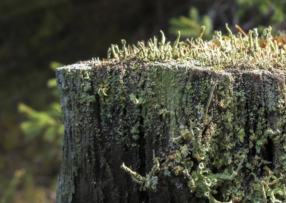 Continuous cover forestry and biodiversity.