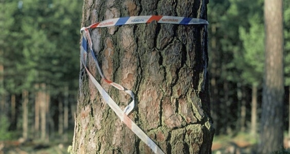 Guiding visions for responsible environmental practices.