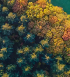 mixed forest Wageningen_Raghav Sharma.png