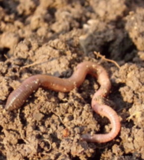 natfot-earthworm-686593_1920.jpg