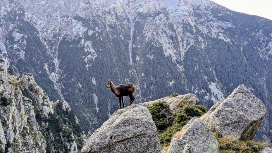 The Evolution of Forest Restoration in Europe