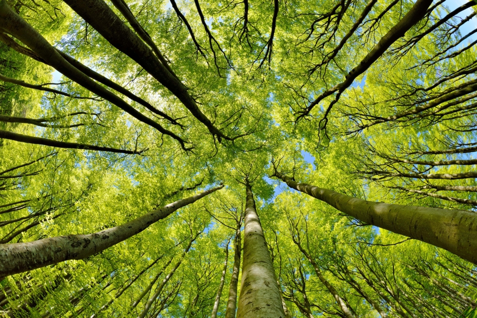 PC: Beech trees forest in early spring, AVTG / Adobe Stock
