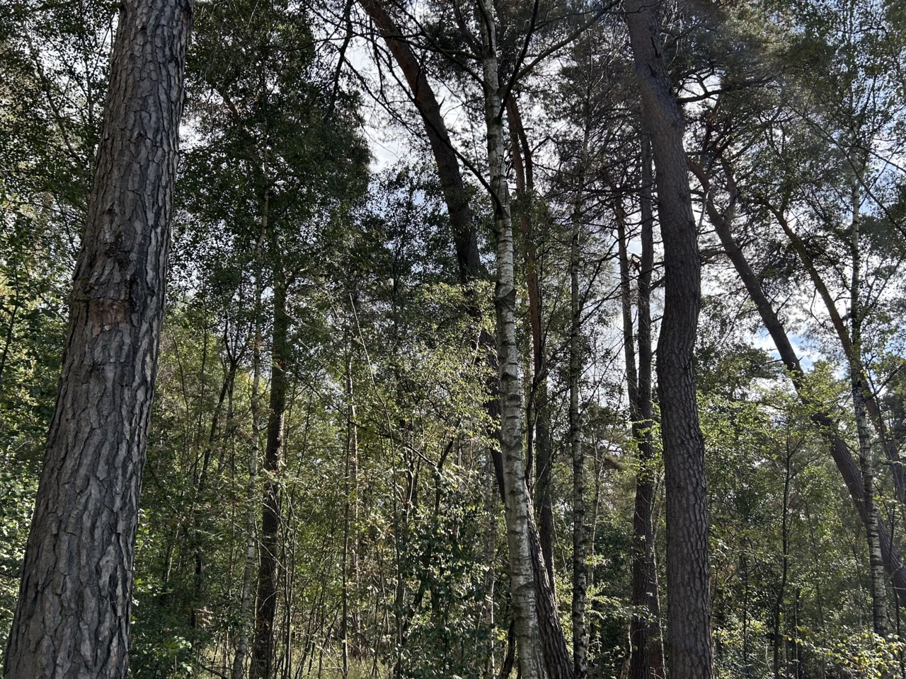 SUPERB demo area in Denmark. Photo credit: Shanqing Gao, European Forest Institute.
