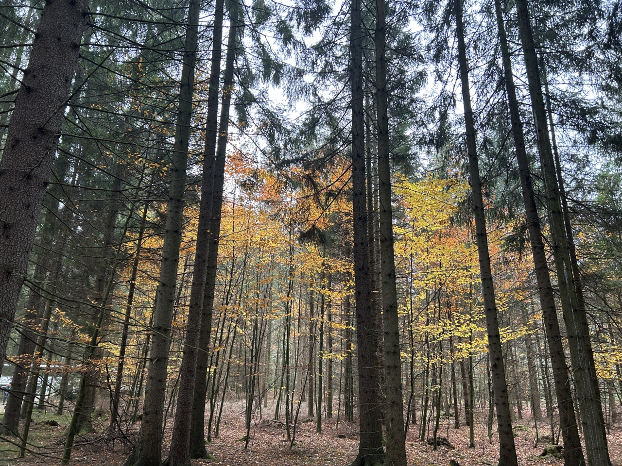 SUPERB project demo area in Czech. Photo credit: Shanqing Gao, European Forest Institute.
