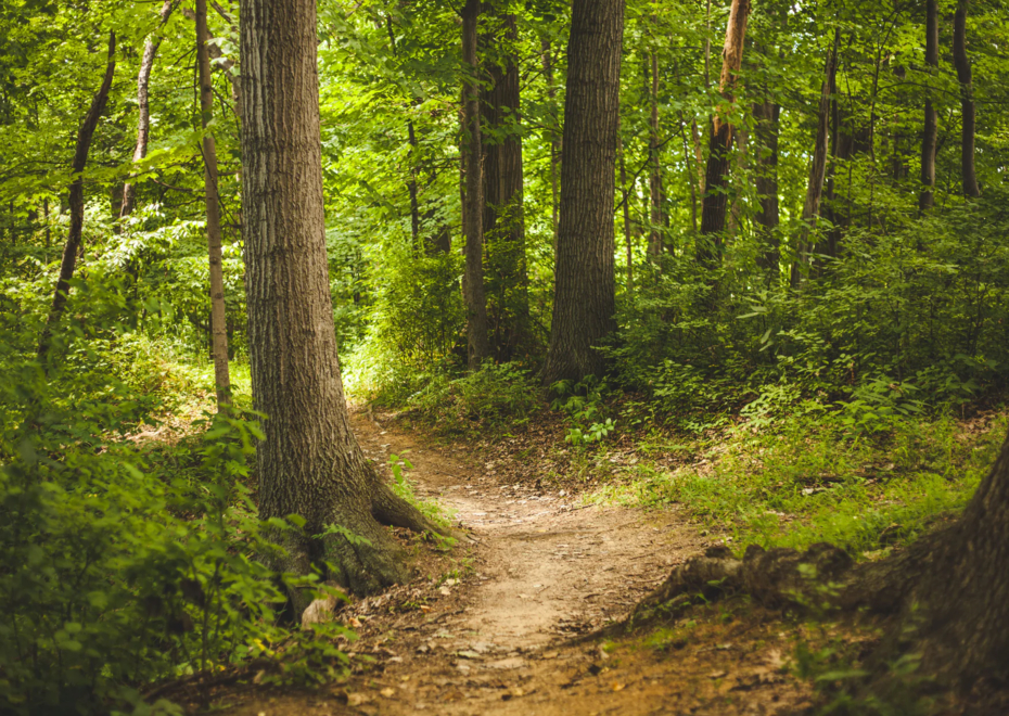10 Things We Can All Learn from the Evolution of Forest Restoration Initiatives